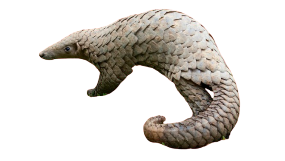 Pangolin