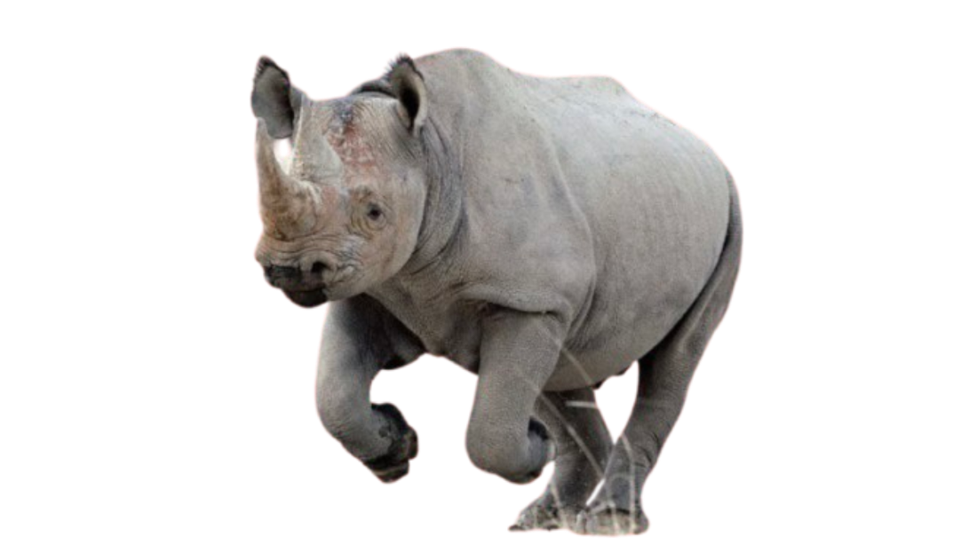 Rhino