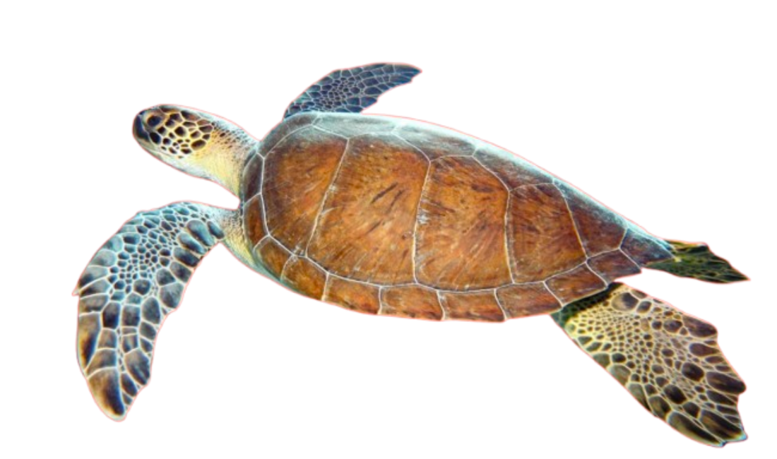 Sea turtle