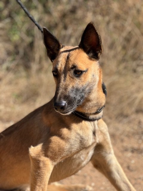 Canis Africanis