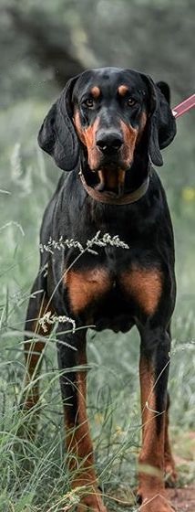 Bloodhound cross