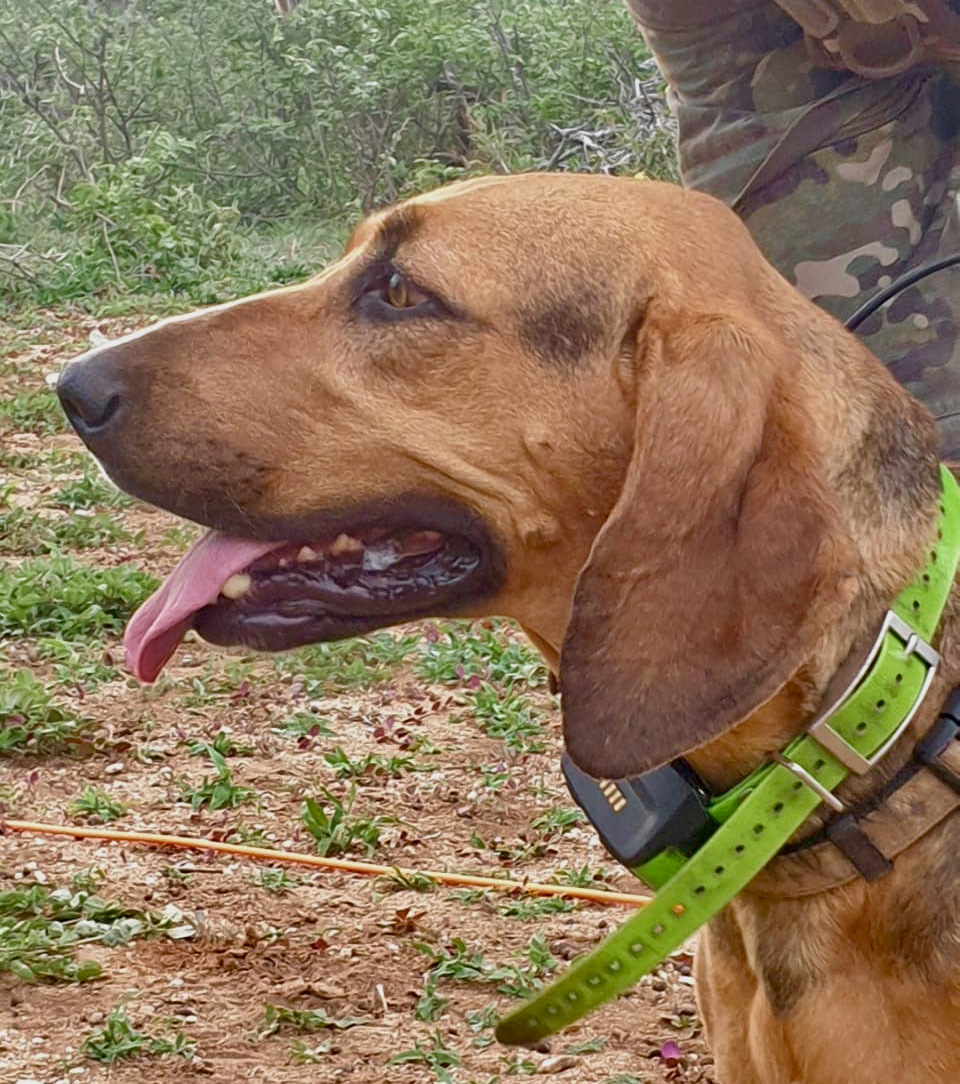 Foxhound