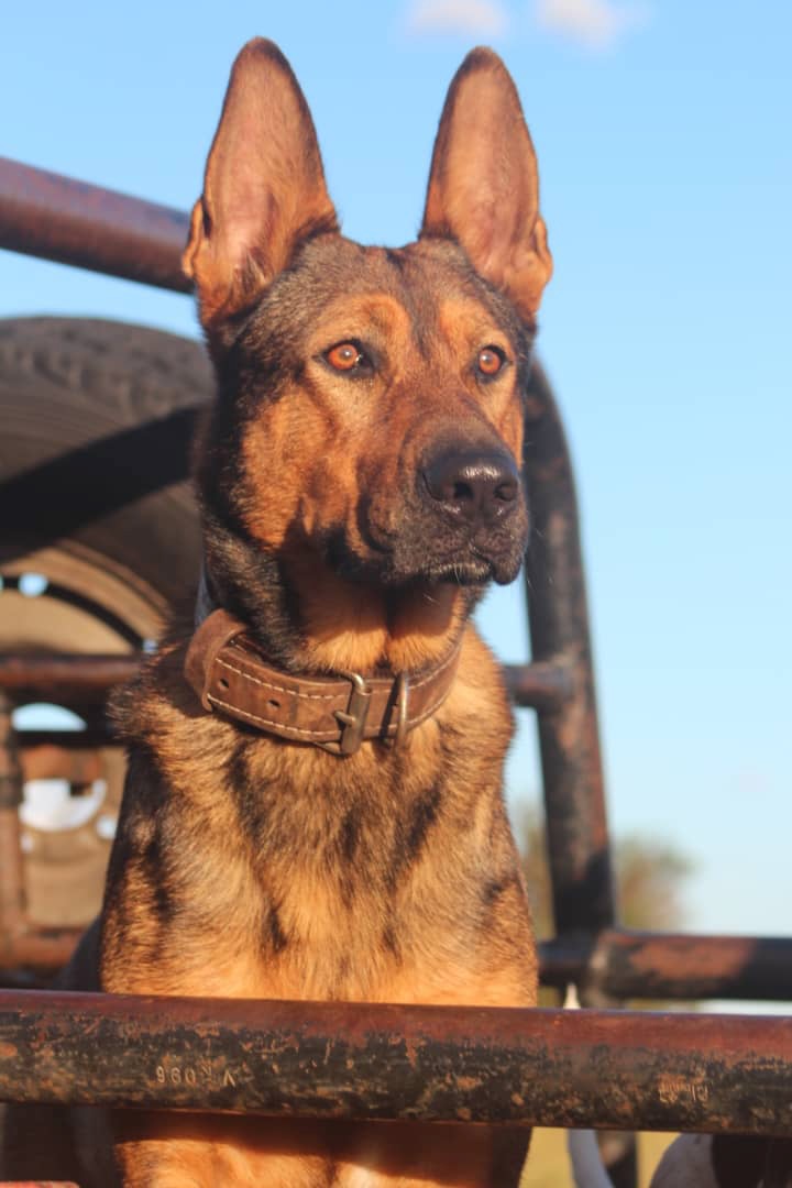 Rescue crossbreeds