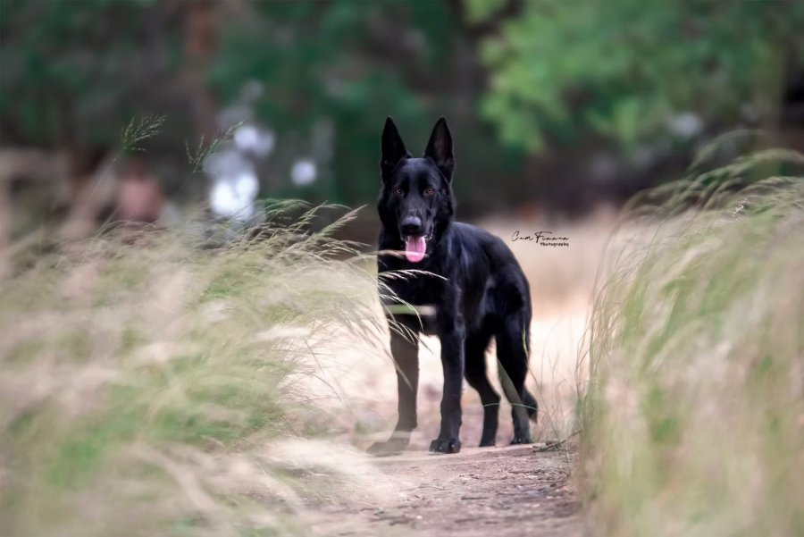 A black shepherd on patrol