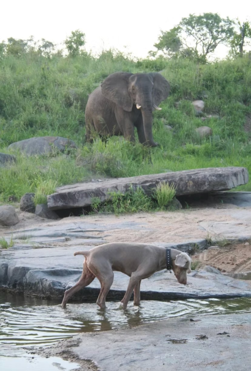 A dog at the water as an elephant grazes