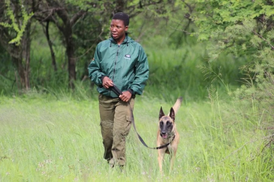 Handler walking a malinois