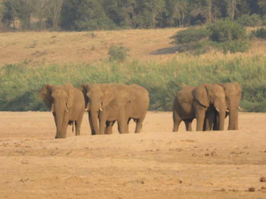 Elephant herd on the riverbed