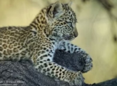 A leopard cub on a branch