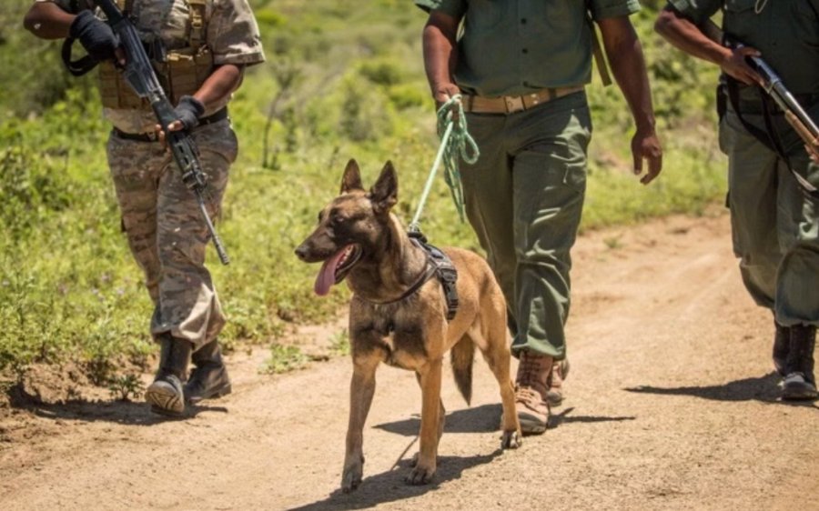 Armed rangers patrol with a K9