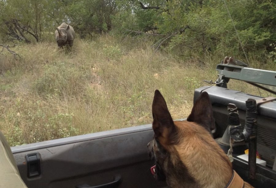 A K9 watches a rhino from the vehicle