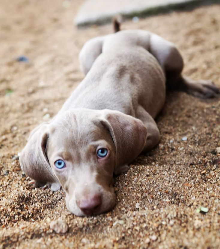 Weimaraner