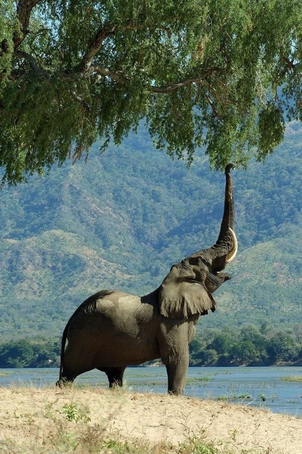 Elephant
