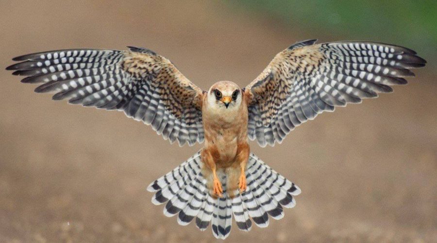 Falcon
