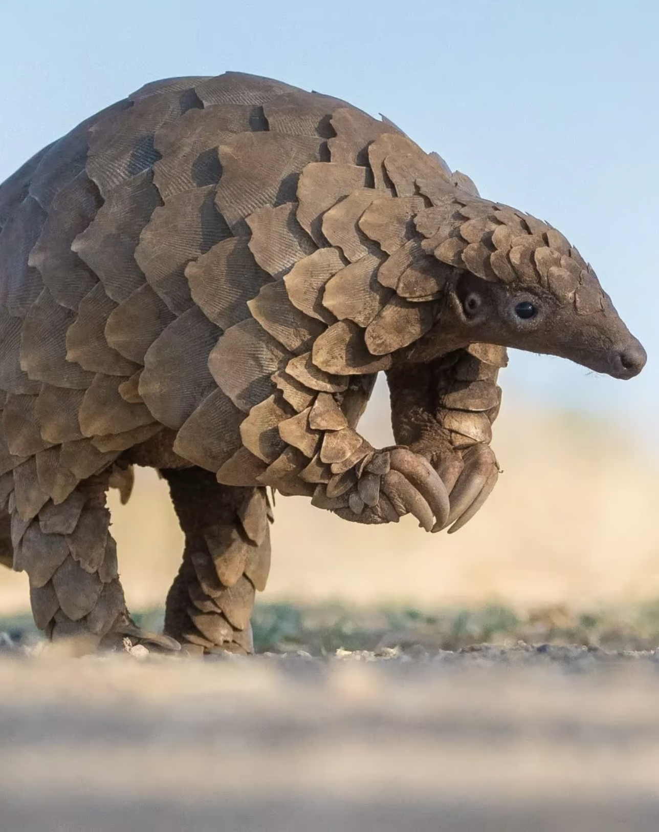 Snare Pangolin sculpture in progress