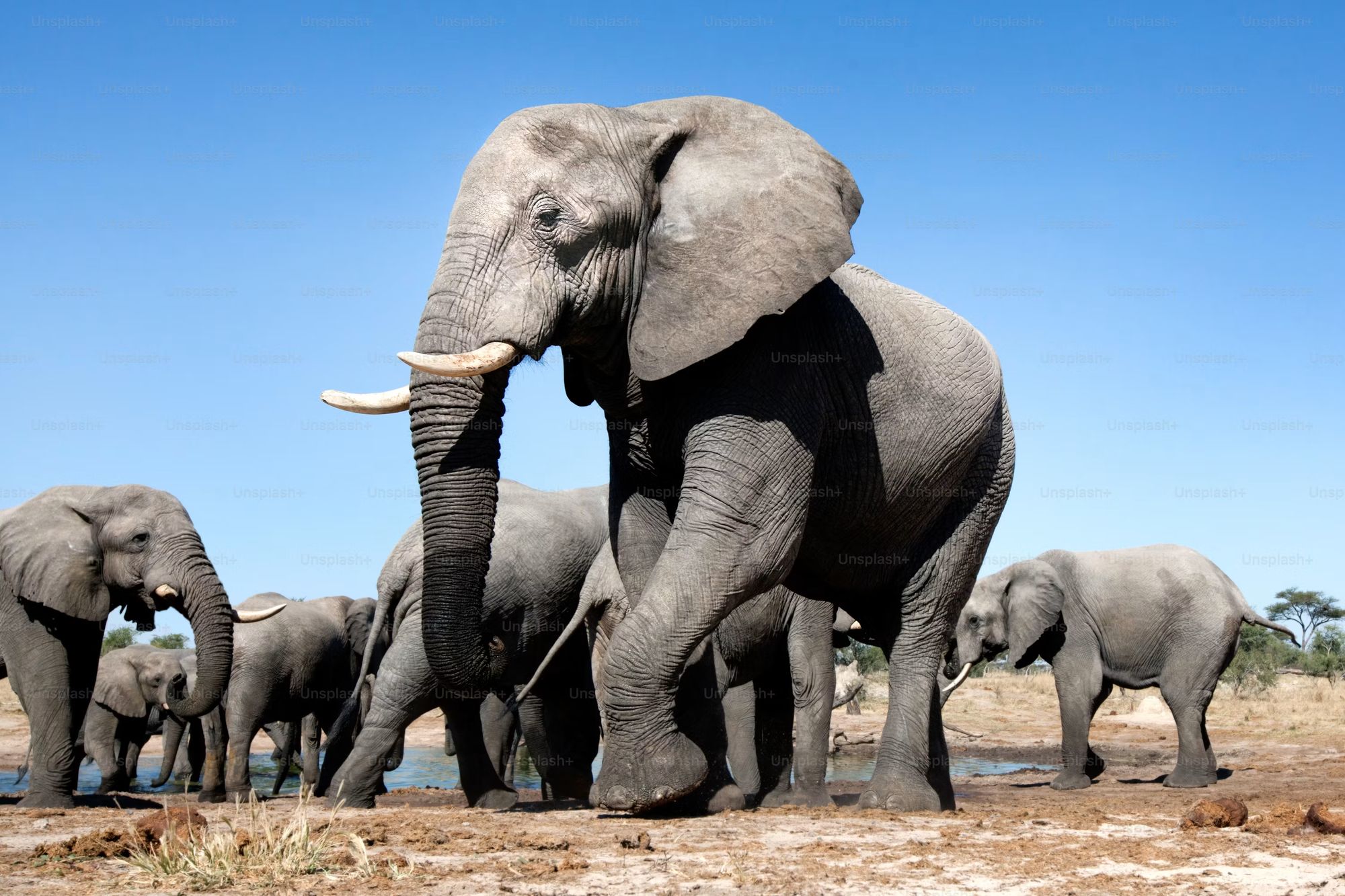 Elephant