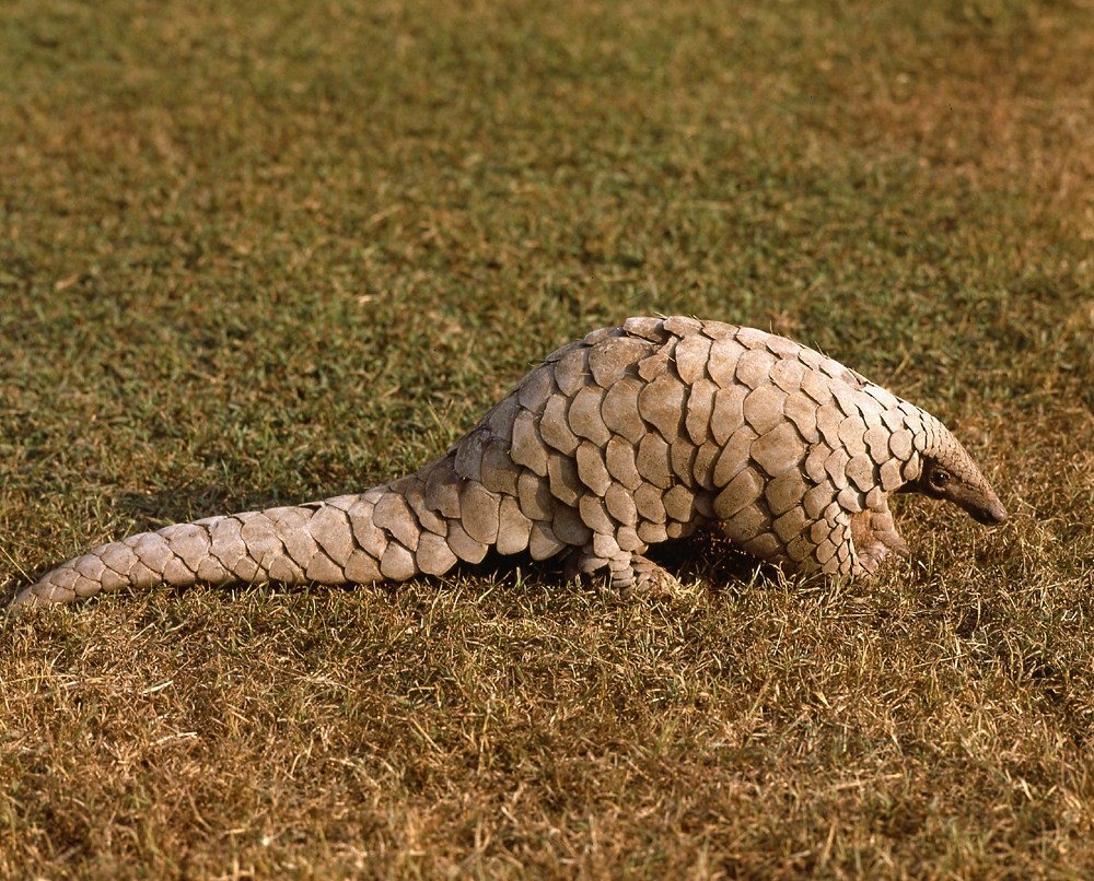 Pangolin