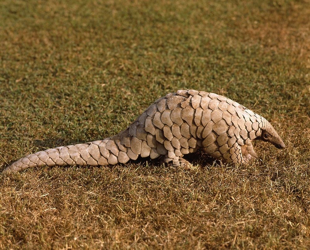 Pangolin