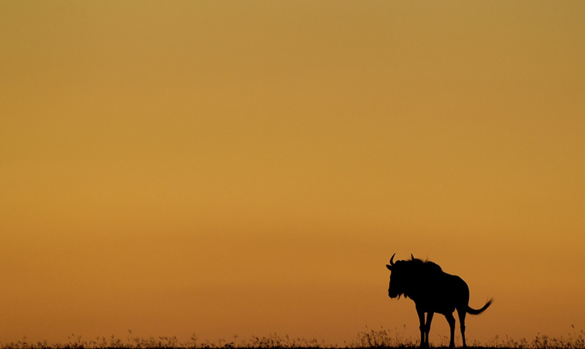 A lone wildebeest silhouetted against an orange African sunset